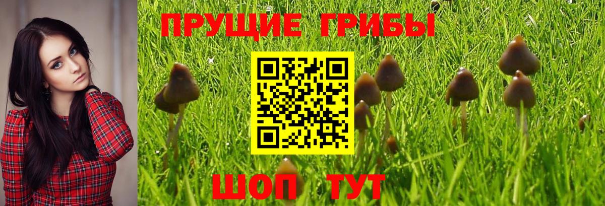 Псилоцибиновые грибы мухоморы  Вход с VPN  Псилоцибиновые грибы Psilocybe  Дмитров 